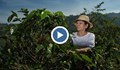 Производители на кафе в Бразилия са все по-притеснени от намаления добив