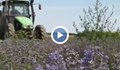 Производители в Добруджа изкореняват насажденията си от лавандула