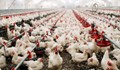 Зараза от птичи грип плъзна във ферма с 1 000 0000 пилета в САЩ