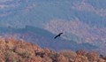 Черният лешояд се завърна в Източните Родопи