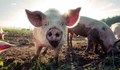Три случая на африканска чума по диви свине установиха в Русе