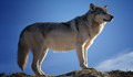 Вълк, заразен с паразит, е по-вероятно да стане водач на глутница