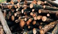 Полицията откри незаконна дървесина в град Глоджево