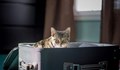 Котка, скрита в багаж, изуми служителите на летище