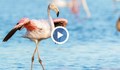 Хиляди фламинги ще зимуват край бургаските езера