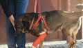 Насилникът на бездомното куче е арестуван за 72 часа