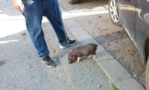 Столичанин изведе мини прасенце на разходка
