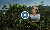 Производители на кафе в Бразилия са все по-притеснени от намаления добив
