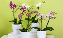 Как да подмладим старата орхидея