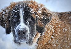 В неделя дневните температури ще са между 4 и 9