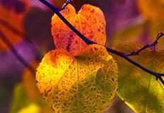 Температурите в Русе ще достигнат до 23°Днес в страната по