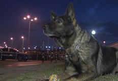 Двете нови кучета ще се присъединят към единственото куче с