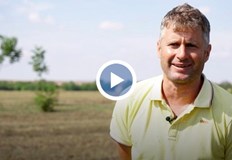 Поле от роза дамасцена в Северна България е необичайна гледкаОще