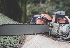 285 дървета са отсечениСлужители на Регионална дирекция по горите