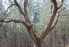 Зимният дъб е вписан в Регистъра на вековни дървета в
