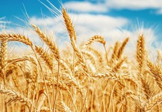 Един земеделски стопанин ще може да получи подпомагане в размер