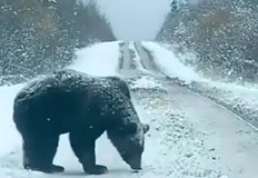 Пловдивчанин публикува клип с разходката на мечок по пътя между