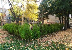 Програмата за озеленяване включва кварталите Чародейка Дружба и Здравец Близо 300