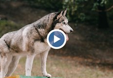 Домашното куче е успяло да се отвърже и е нахапало