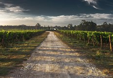 Сдружението на лозарите излиза на протест в понеделник заради загиващия