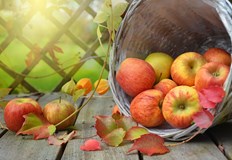 Консумацията на ябълки носи много ползи за здраветоКакво ще се