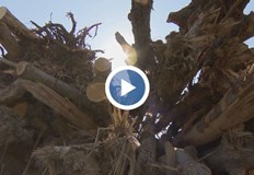 Жители на селото казват че нямат пари за дърва За да