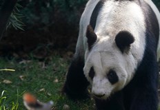 Китай отдава големи панди на възраст 10 15 години