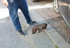 Кой е казал че на каишка може да се разхожда