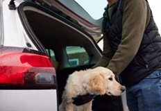 От фондация Четири лапи алармират че  в интернет се продават