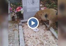 Няколко прасета се разхождат и изяждат храната оставена на гробовете