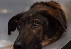 Свидетели разказват че това насилие продължава от годиниС публикация във