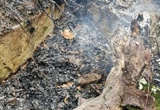 Пострадали от пожара няма Вековен дъб изгоря в парка на