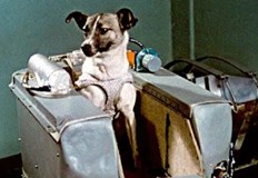 В рамките на няколко години в космоса летят 36 кучета