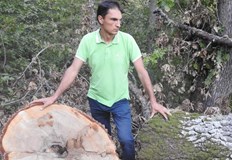 Няма корупционна схема за дърва зад която да няма сериозна