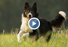 Животните ще дефилират на киноложка изложбаБългарски овчарски кучета от цялата