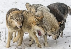 Вълците ще бъдат внесени от района на Вранча и ще