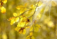 След обяд над по голямата част от страната ще бъде предимно