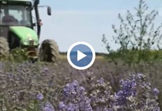 Идва ли краят на лилавата приказка Доскоро България беше производител