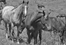 Установено е че телата на животните са с отстранени крайници