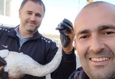 Ранената птица ще се възстанови напълно Русенци спасиха млад лебед пострадал при