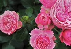 Поливайте редовно розите си през зиматаС настъпването на застудяването и