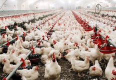 Тази година в Айова са заразени 15 големи фермиПредставители на