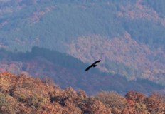 След близо шест месеца на адаптация в специално изградена волиера