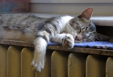 Допускайте слънчевата светлина в домаПри тазгодишните цени на газта и