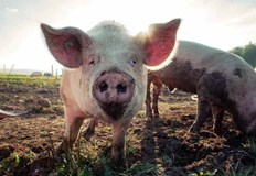 Областният управител свика епизоотичната комисияТри случая на африканска чума по