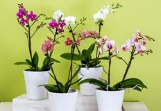 Напредналата възраст на орхидеята се вижда лесно по факта че