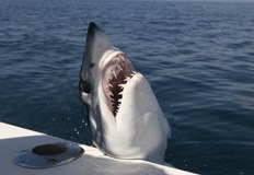 Рибар с 20 годишен стаж казва че за първи път вижда