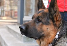 Служителят е поискал пари за уреждане на обществена поръчка за снабдяване