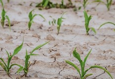 Засегнати са сериозно добивите на пшеница и сояМного райони в