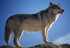 Вероятността е 46 пъти по високаВълците заразени с разпространен паразит е